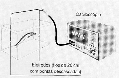 Sincronizando um relógio com o Ituí-cavalo.
