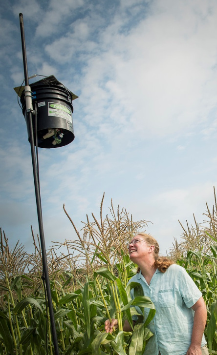 Figura 2 - Foto da URI (Universidade de Rhode Island) - https://today.uri.edu/news/uri-researcher-laser-scarecrows-successful-at-keeping-birds-from-eating-sweetcorn/
