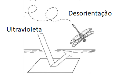 Figura 5
