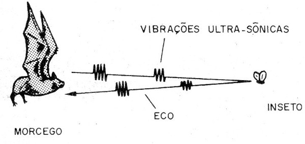    Figura 1 – Ultrassons usados pelos morcegos para detectar insetos e obstáculos
