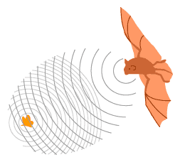 Figura 221 – O morcego usa ultrassons para encontrar seu alimento
