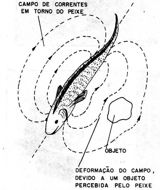 Figura 1 – Usando o campo de corrente para detectar objetos
