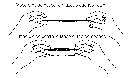 Movimento do músculo quando inflado. 