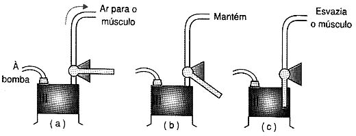 Fases de operação do músculo. 