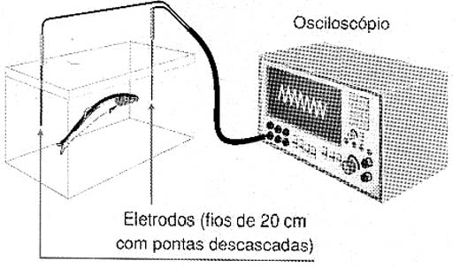 Sincronizando um relógio com o Ituí-cavalo.  