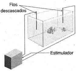 O teste num aquário. 